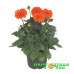 Георгина Labella Grande Orange