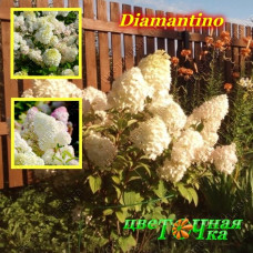 Гортензия метельчатая Diamantino