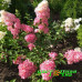 Гортензия метельчатая Fraise Melba
