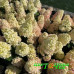 Гортензия метельчатая Би Свит (Bee Sweet)