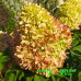 Гортензия метельчатая Би Грин (Bee Green)