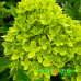 Гортензия метельчатая Би Грин (Bee Green)