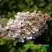 Гортензия метельчатая Би Хэппи (Bee Happy)