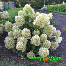 Гортензия метельчатая Gardenlight Lemonlight