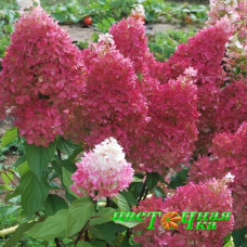 Гортензия метельчатая Petite Flori (Петит Флори)