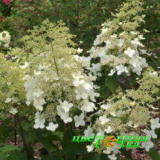 Гортензия метельчатая Brussels Lace
