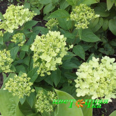 Гортензия метельчатая Little Lime