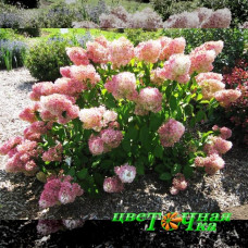 Гортензия метельчатая Magical Sweet Summer