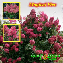 Гортензия метельчатая Magical Fire
