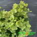 Гортензия метельчатая Pastelgreen Гортензия метельчатая Pastelgreen