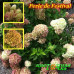 Гортензия садовая Perle de Festival