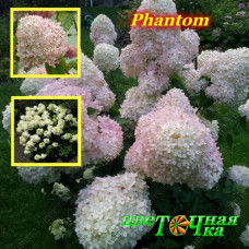 Гортензия метельчатая Phantom