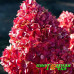 Гортензия метельчатая Pink and Rose