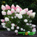 Гортензия метельчатая Pink and Rose
