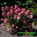 Гортензия метельчатая Pink and Rose