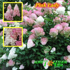 Гортензия метельчатая Pink Lady