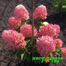 Гортензия метельчатая Raspberry Pink