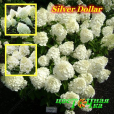 Гортензия метельчатая Silver Dollar