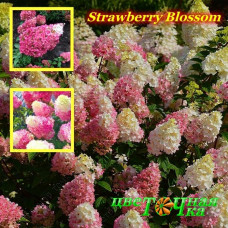 Гортензия метельчатая Strawberry Blossom