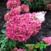 Гортензия метельчатая Strawberry Blossom