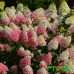 Гортензия метельчатая Strawberry Blossom