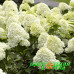 Гортензия метельчатая Summer Snow