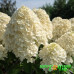 Гортензия метельчатая Summer Snow
