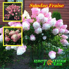 Гортензия метельчатая Sundae Fraise