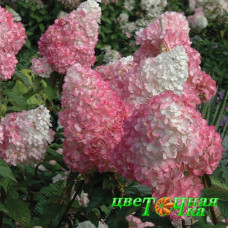 Гортензия метельчатая Touch of Pink