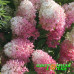 Гортензия метельчатая Touch of Pink