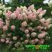 Гортензия метельчатая Touch of Pink