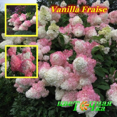 Гортензия метельчатая Vanilla Fraise