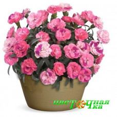 Гвоздика Roselly Pink