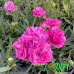 Гвоздика Roselly Purple