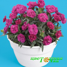 Гвоздика Roselly Purple