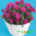 Гвоздика Roselly Purple