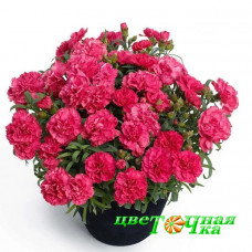 Гвоздика Roselly Red