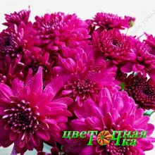 Хризантема Branhill Purple (№62 Мультифлора)