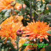 Хризантема Жар Птица (№233 Корейская)
