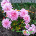 Хризантема Gompie Pink (№240 Корейская)