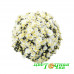 Хризантема Homerun White (№50 Мультифлора)