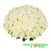 Хризантема Homerun White (№50 Мультифлора)
