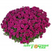 Хризантема Cherry Purple (№84 Мультифлора)