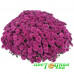Хризантема Cherry Purple (№84 Мультифлора) Хризантема Cherry Purple (№84 Мультифлора)
