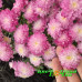 Хризантема Daybreak Appleblossom (№39 Мультифлора)