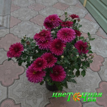 Хризантема Памяти Гагарина (№204 Корейская)