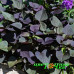 Ипомея Sweet Georgia Heart Purple