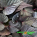 Ипомея Sweet Georgia Heart Purple