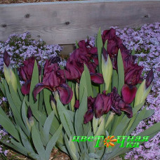 Ирис карликовый Cherry Garden Ирис карликовый Cherry Garden