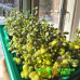 Каллизия repens Gold